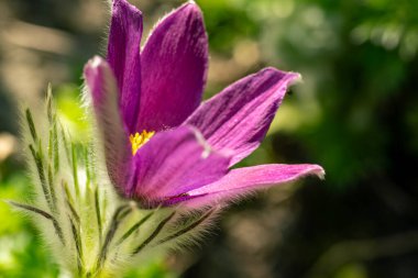 bahçede büyüyen güzel pembe çiçekler