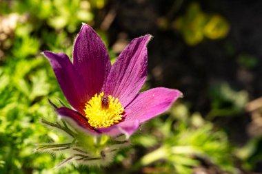 bahçede büyüyen güzel pembe çiçekler