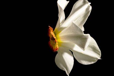 Siyah zemin üzerinde güzel Narcissus 