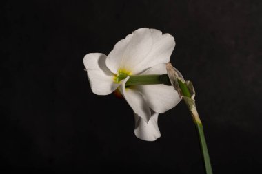 Siyah zemin üzerinde güzel Narcissus 