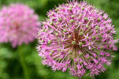 bahçede büyüyen güzel pembe çiçekler