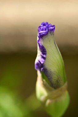 Bahçedeki güzel mor ve sarı süsen çiçekleri
