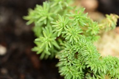 Bahar bahçesinde yetişen yeşil bitkiler 