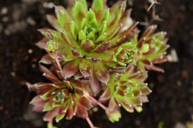 etli bitki yakın çekim