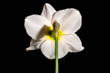 Siyah arkaplanda beyaz nergis 