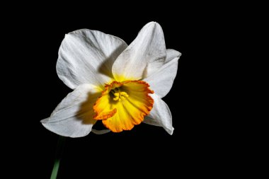 Siyah arkaplanda beyaz nergis 