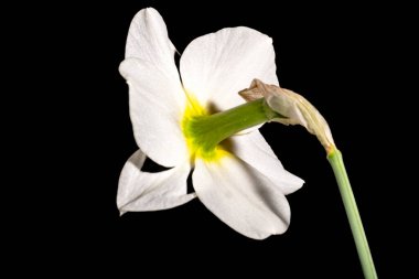 Siyah arkaplanda beyaz nergis 