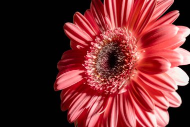 Yakın - güzel pembe kasımpatı çiçeğinin çiçek açışı