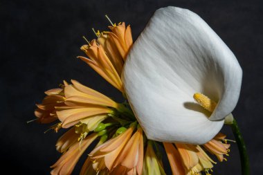 Stüdyonun arka planındaki güzel çiçeklerin yakın görüntüsü 