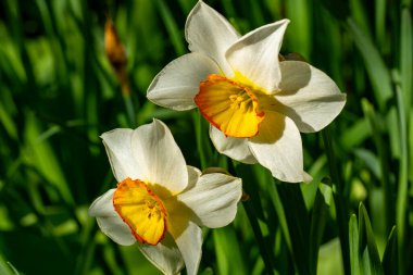 Güneşli yaz gününde bahçede yetişen güzel çiçekler.