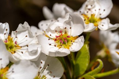 İlkbaharda kiraz çiçekleri