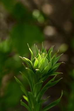 Bahçede büyüyen güzel çiçek tomurcuğunun yakın plan görüntüsü      