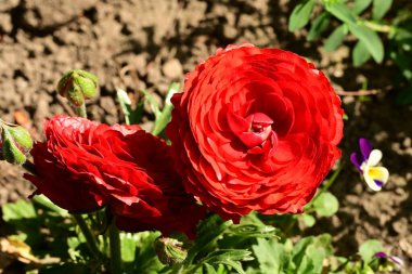 Bahçedeki güzel kırmızı çiçekler