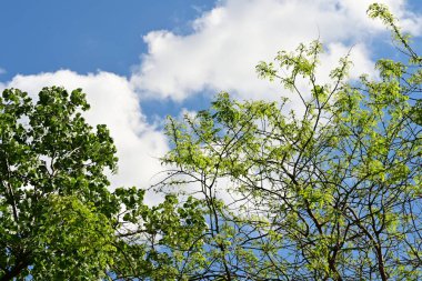 Mavi gökyüzünde yaprakları olan ağaç.