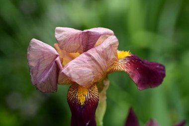 Bahçedeki yeşil yaprakların üzerinde güzel bir iris çiçeği 