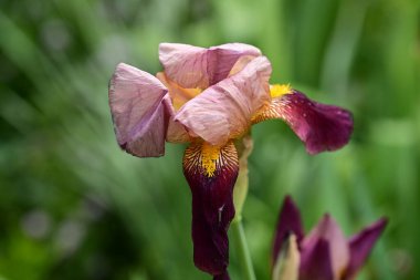 Bahçedeki yeşil yaprakların üzerinde güzel bir iris çiçeği 