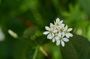 Bahçede büyüyen beyaz çiçekler