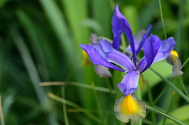 Bahçedeki yeşil yaprakların üzerinde güzel bir iris çiçeği 