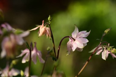 bahçede büyüyen güzel pembe çiçekler