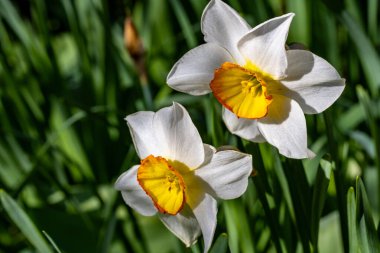 Güneşli yaz gününde bahçede yetişen güzel çiçekler.