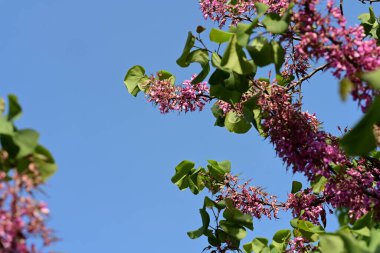 Yazın bahçede açan güzel çiçeklerin yakın görüntüsü.       