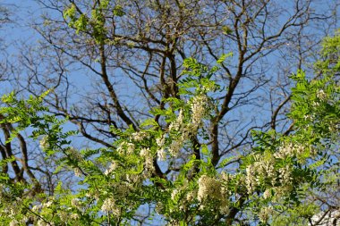 Bahçede büyüyen beyaz çiçekler