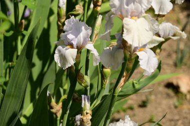 Bahçede büyüyen beyaz çiçekler
