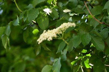 Bahçede büyüyen beyaz çiçekler