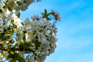 İlkbaharda elma ağacı çiçeği