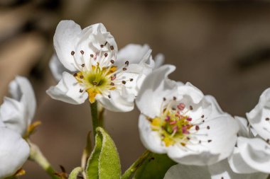 İlkbaharda elma ağacı çiçeği