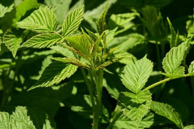 Bahçedeki bir bitkinin yeşil yaprakları