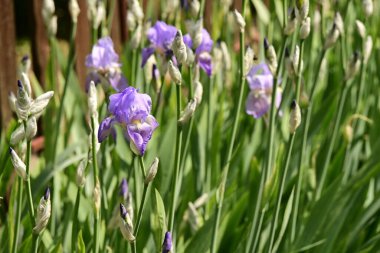 Bahçedeki güzel iris çiçekleri