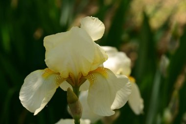 Bahçede büyüyen beyaz çiçekler