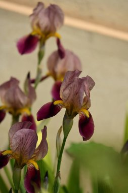 Bahçedeki güzel iris çiçekleri