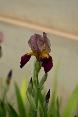 Bahçedeki yeşil yaprakların üzerinde güzel bir iris çiçeği 