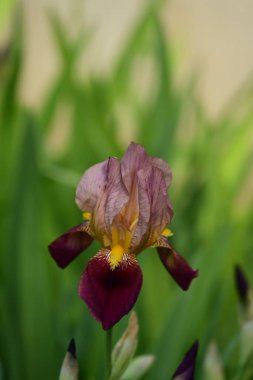 Bahçedeki yeşil yaprakların üzerinde güzel bir iris çiçeği 