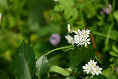 Bahçede büyüyen beyaz çiçekler