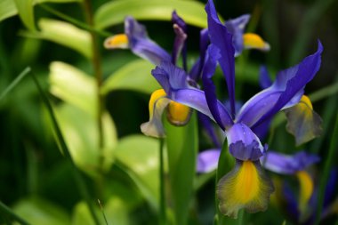 Bahçede büyüyen güzel çiçeklerin yakın çekim görüntüsü                         
