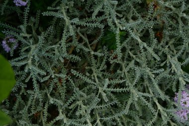 Güzel botanik fotoğrafı, doğal duvar kağıdı.