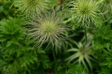 Güneşli yaz gününde bahçede yetişen güzel çiçekler.