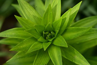 Bahçede büyüyen güzel çiçek tomurcuğunun yakın plan görüntüsü      