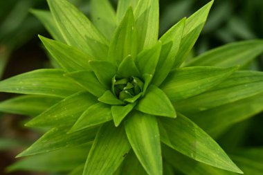 Bahçede büyüyen güzel çiçek tomurcuğunun yakın plan görüntüsü      