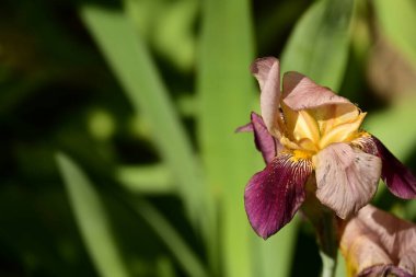 Bahçedeki yeşil yaprakların üzerinde güzel bir iris çiçeği 
