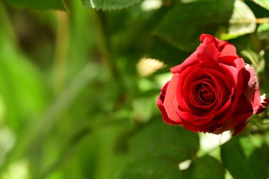 Bahçedeki güzel iris çiçekleri