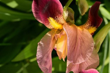 Bahçedeki iris çiçeği