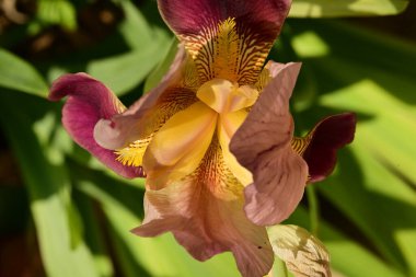 Bahçedeki iris çiçeği