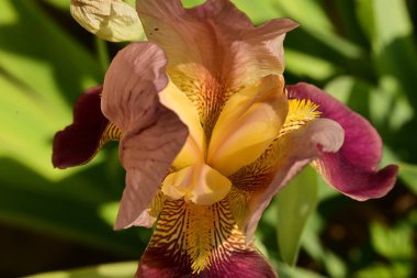 Bahçedeki iris çiçeği