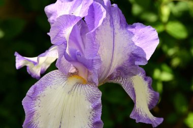 Bahçedeki iris çiçeği