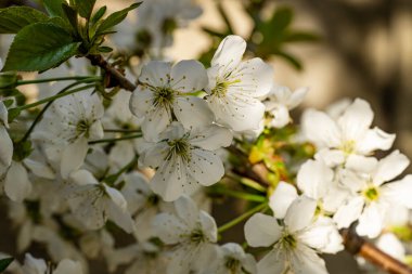 Elma çiçeklerinin beyaz çiçekleri güneşli bir bahar bahçesinde 