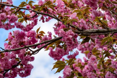 Bahçede pembe kiraz çiçeği